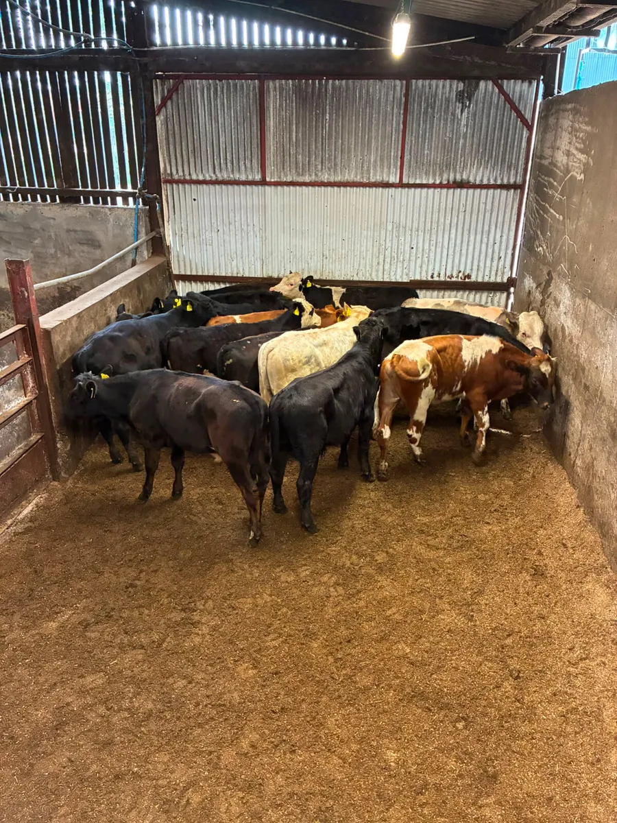 Bulls - Image 1