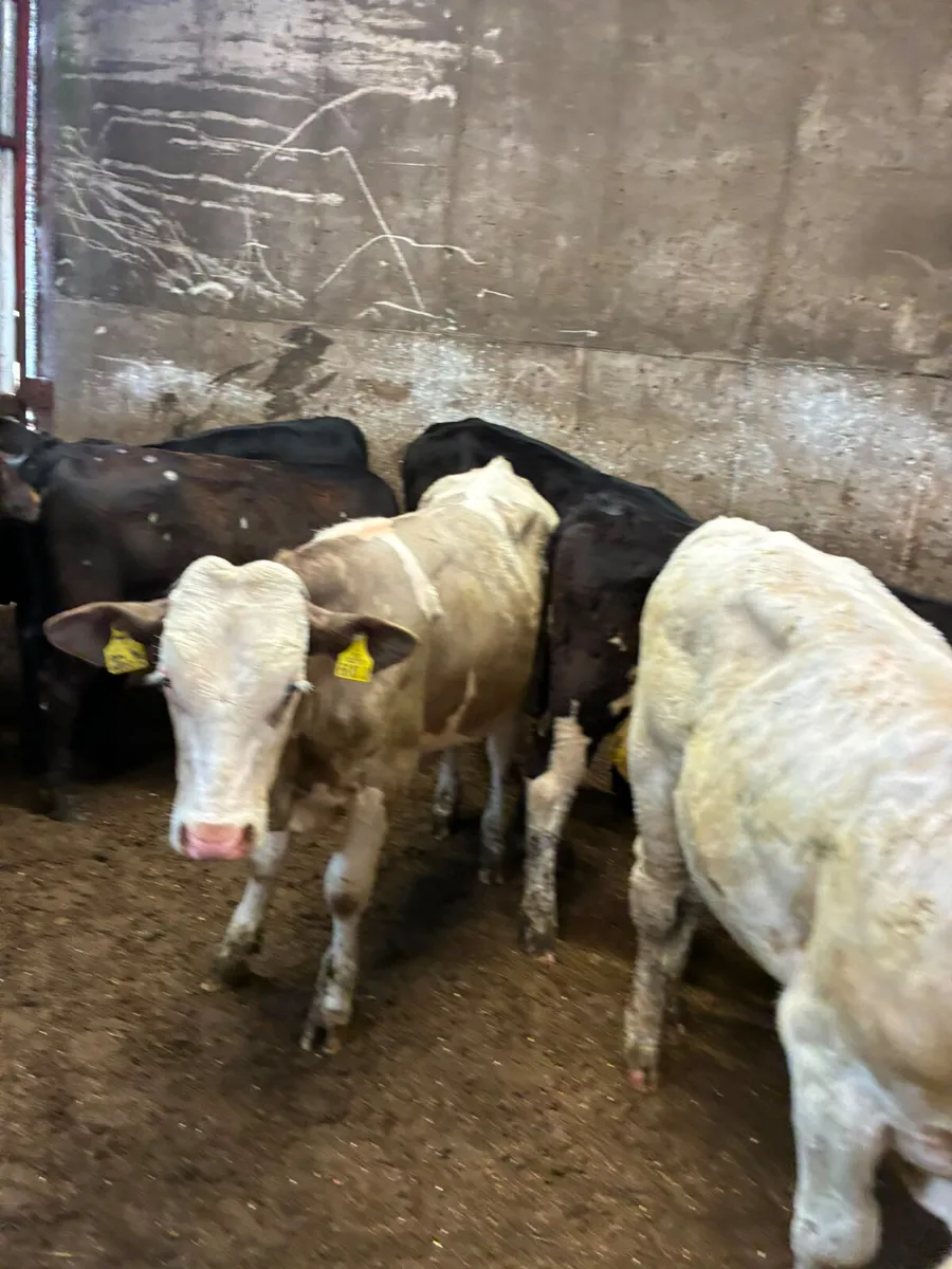 Bulls - Image 4