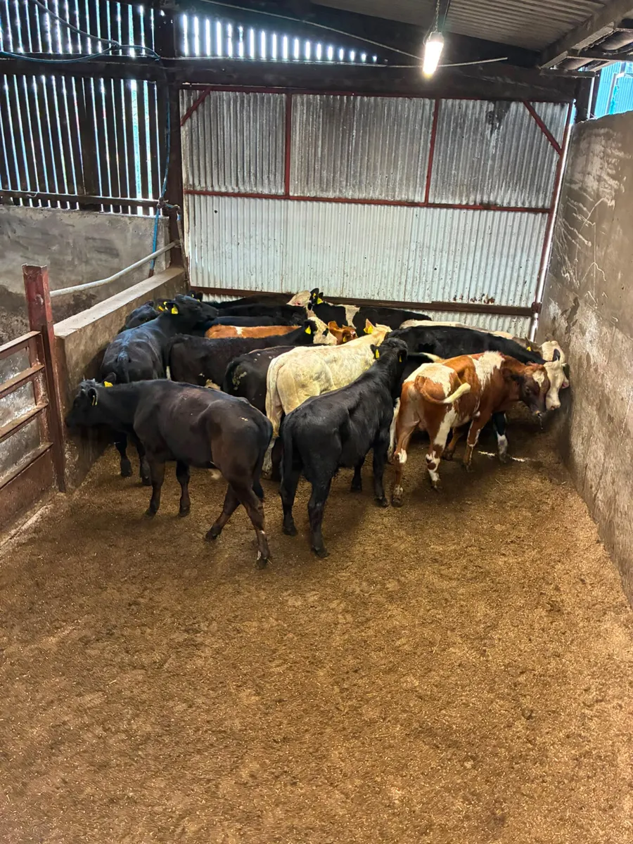 Bulls - Image 2