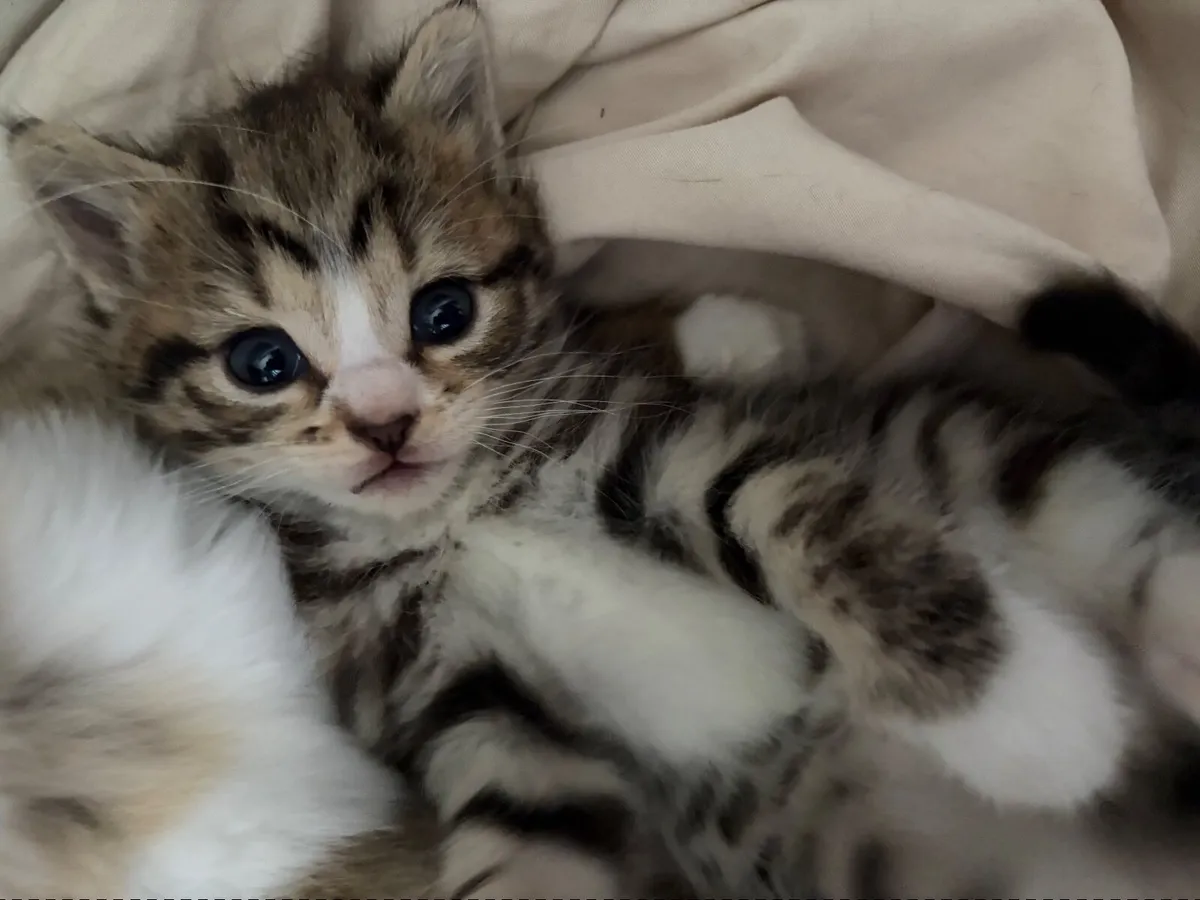 Kitten - Image 4
