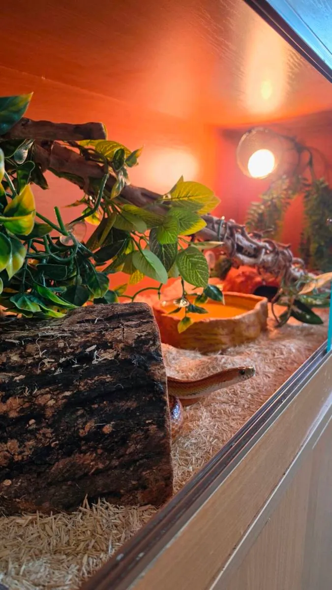 Corn Snake with Complete Setup & Accessories - Image 3