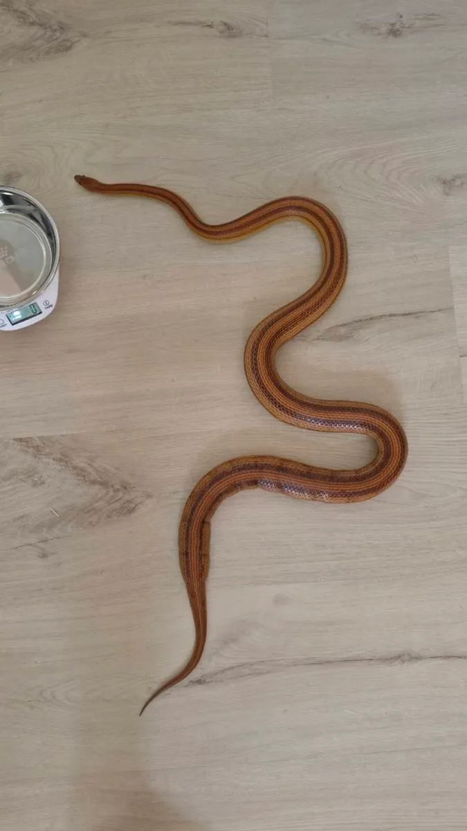 Corn Snake with Complete Setup & Accessories - Image 2