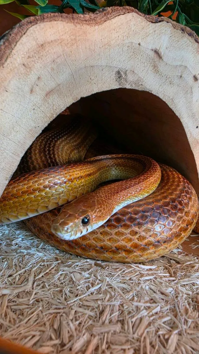 Corn Snake with Complete Setup & Accessories - Image 1