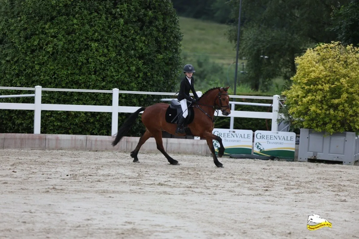 138 full Connemara pony (ACE) - Image 2