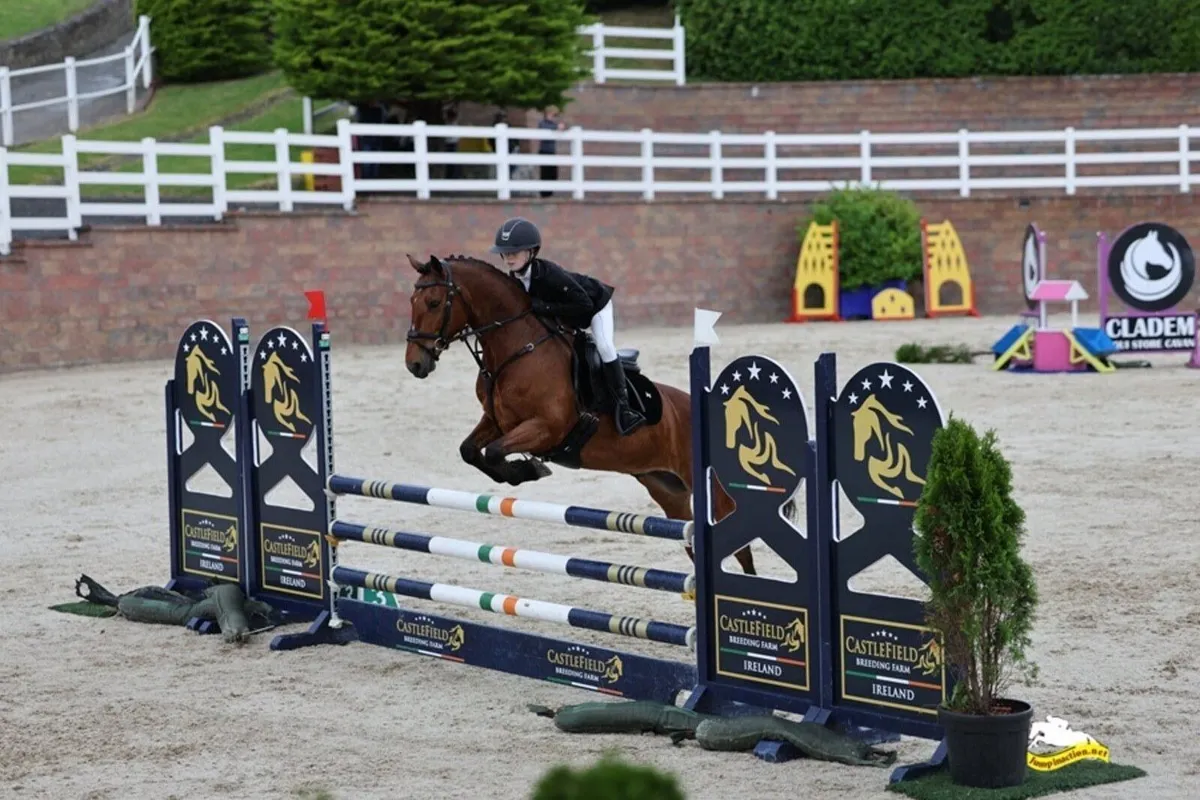 138 full Connemara pony (ACE) - Image 3