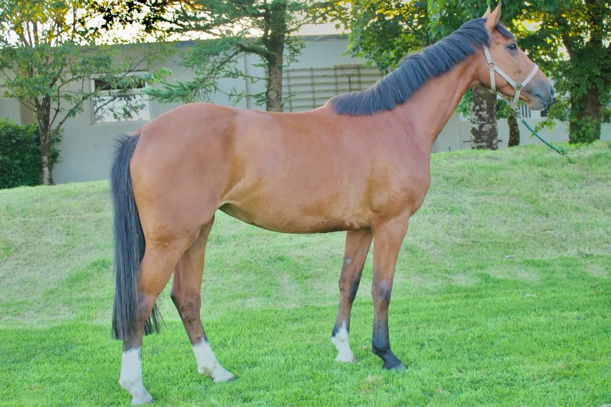 4yo Mare by Conticco - Image 3