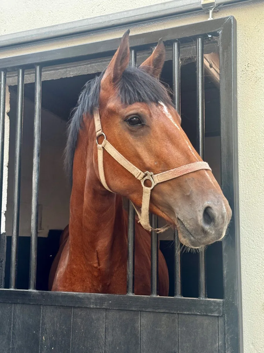 4yo Mare by Conticco - Image 4