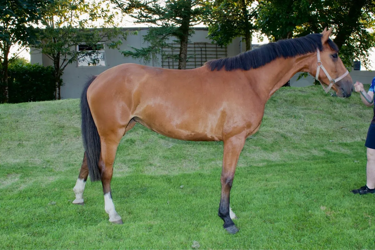 4yo Mare by Conticco - Image 1