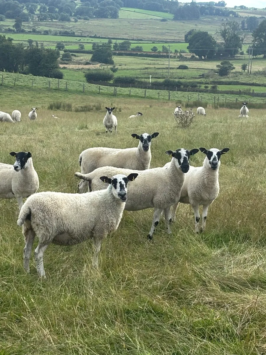 Mule Hoggetts - Image 3