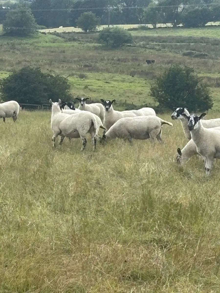 Mule Hoggetts - Image 1