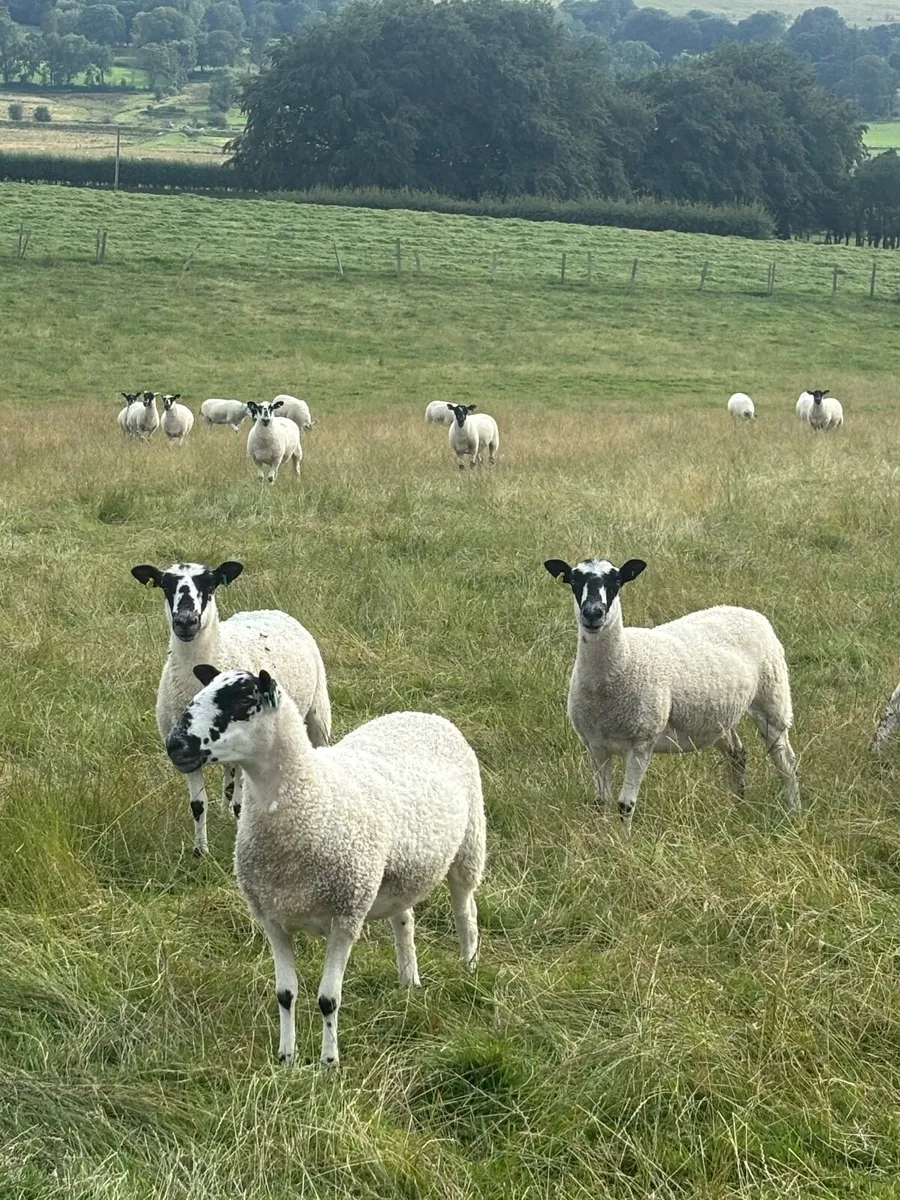 Mule Hoggetts - Image 2
