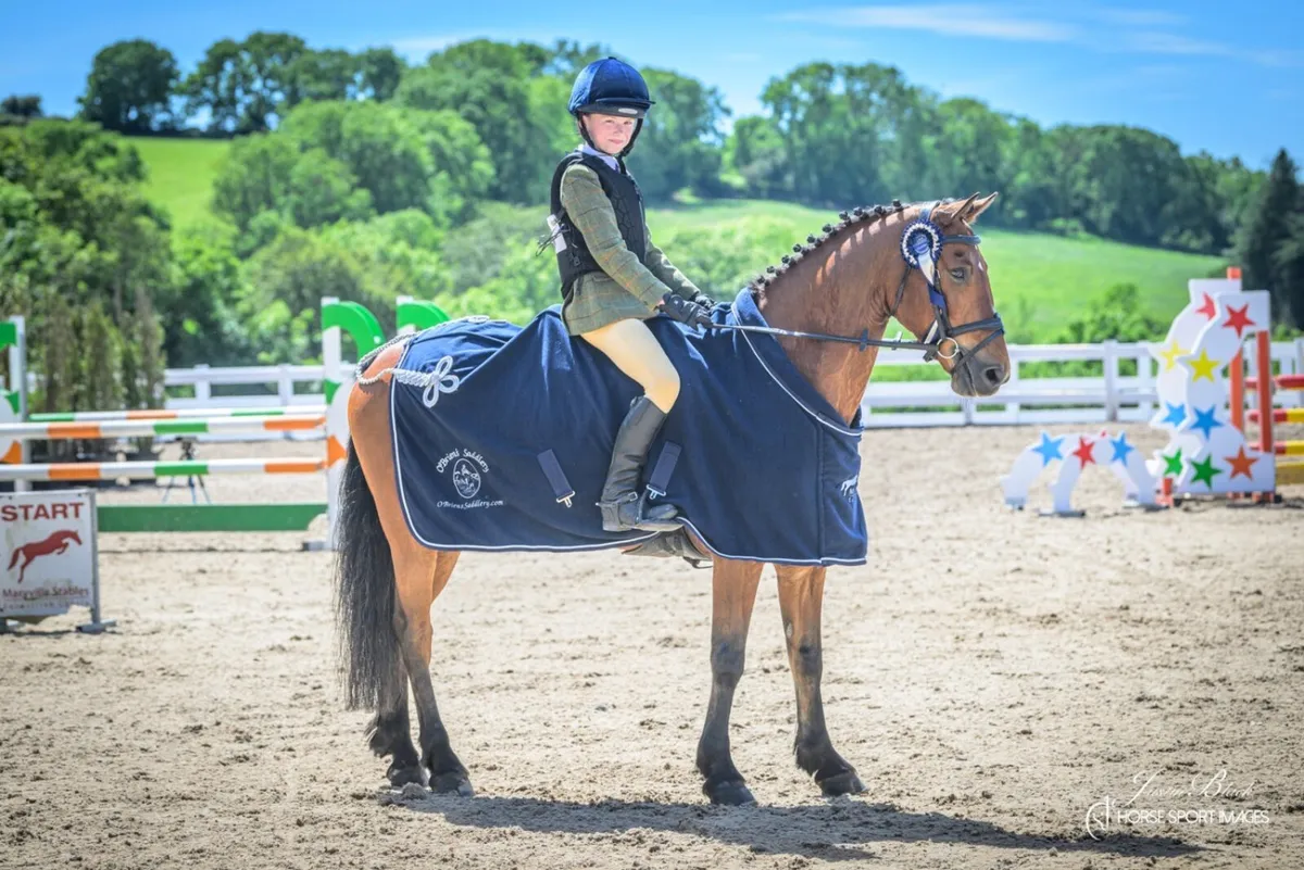 138 full Connemara pony (ACE) - Image 1