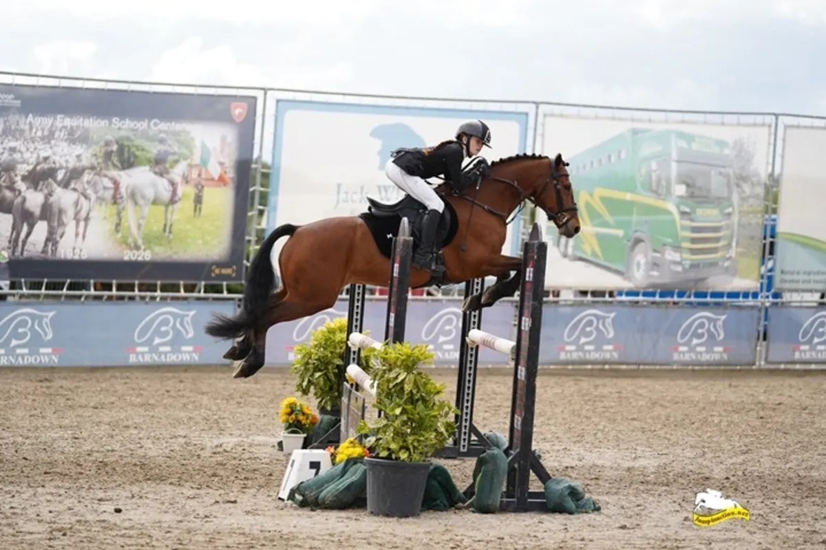 138 full Connemara pony (ACE) - Image 4