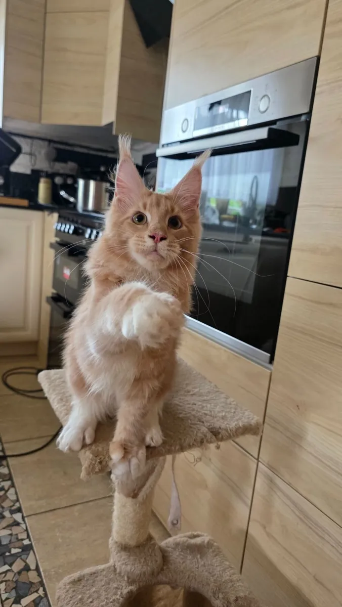 Maine coon - Image 1
