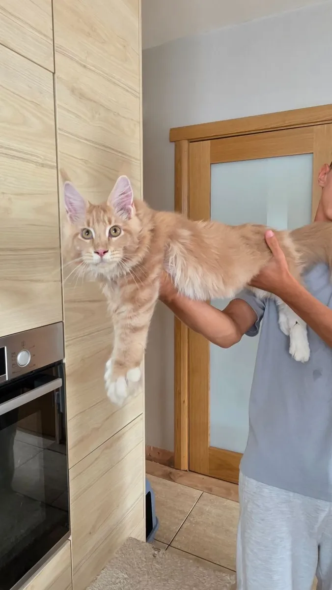 Maine coon - Image 3