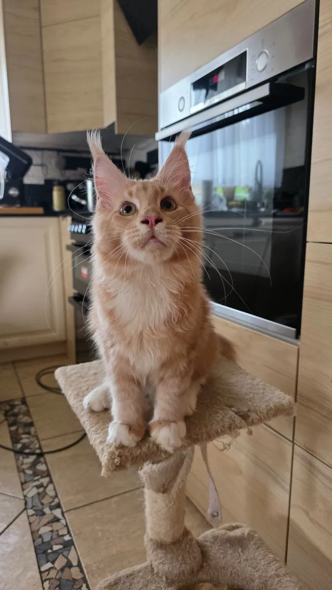 Maine coon - Image 4