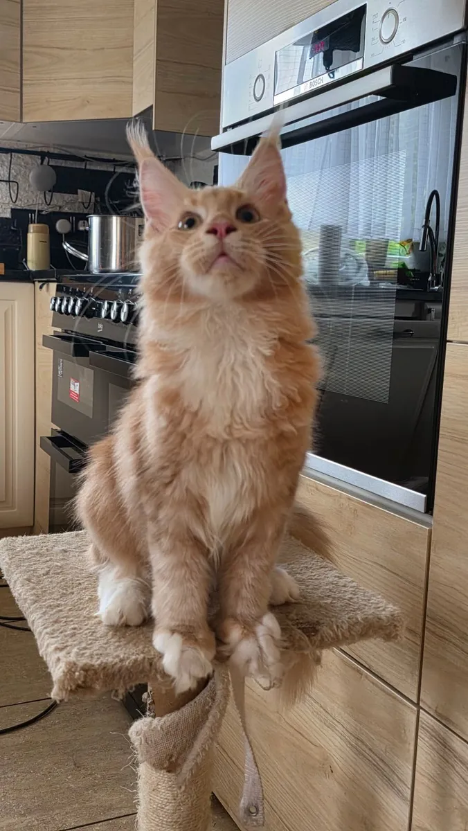 Maine coon - Image 2