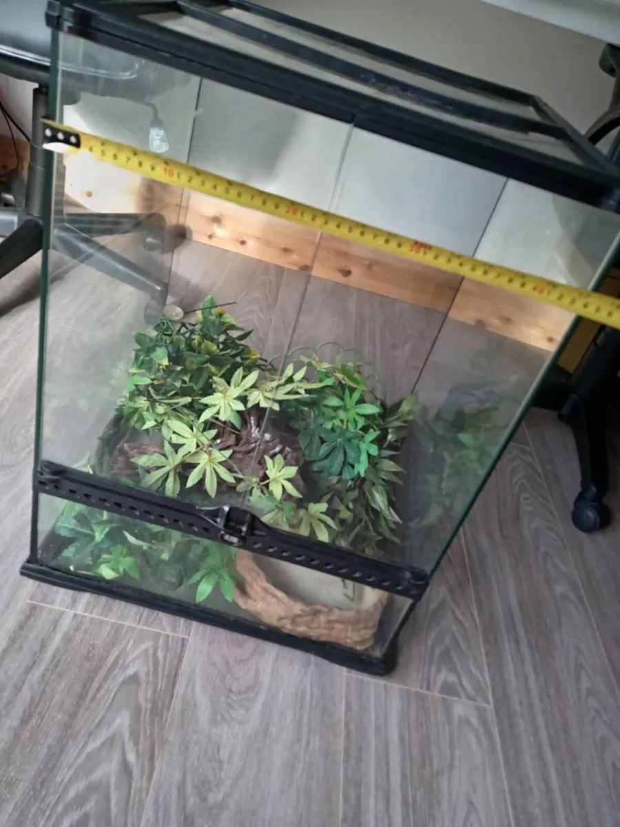 Terrarium vivarium - Image 3