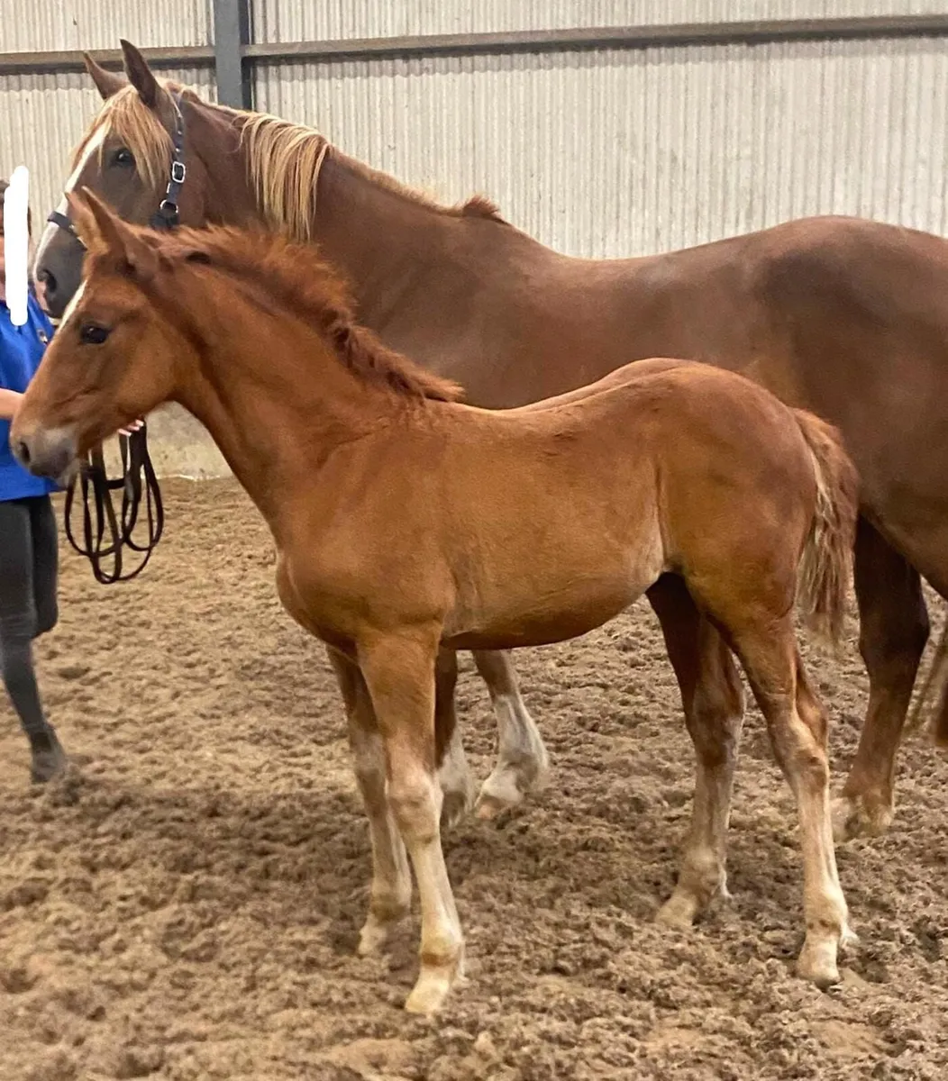 ID Filly Foal by Gortfree Lakeside Lad - Image 1