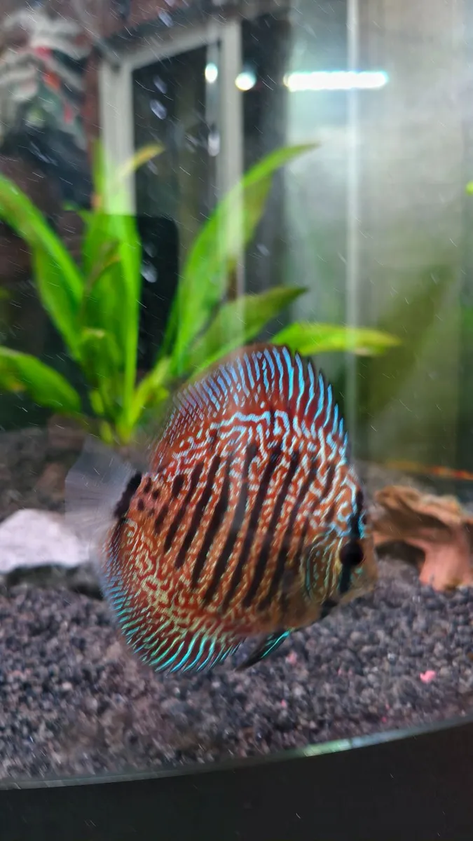 Discus - Image 1