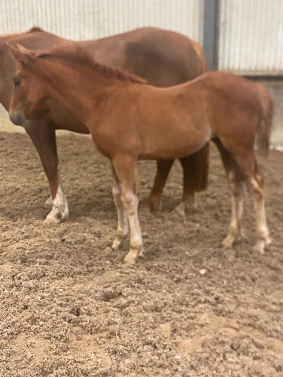 ID Filly Foal by Gortfree Lakeside Lad - Image 3