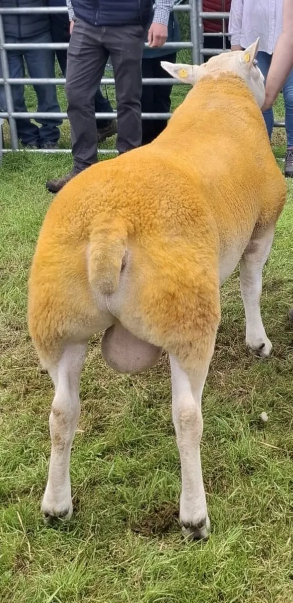 Texel Ram - Image 2