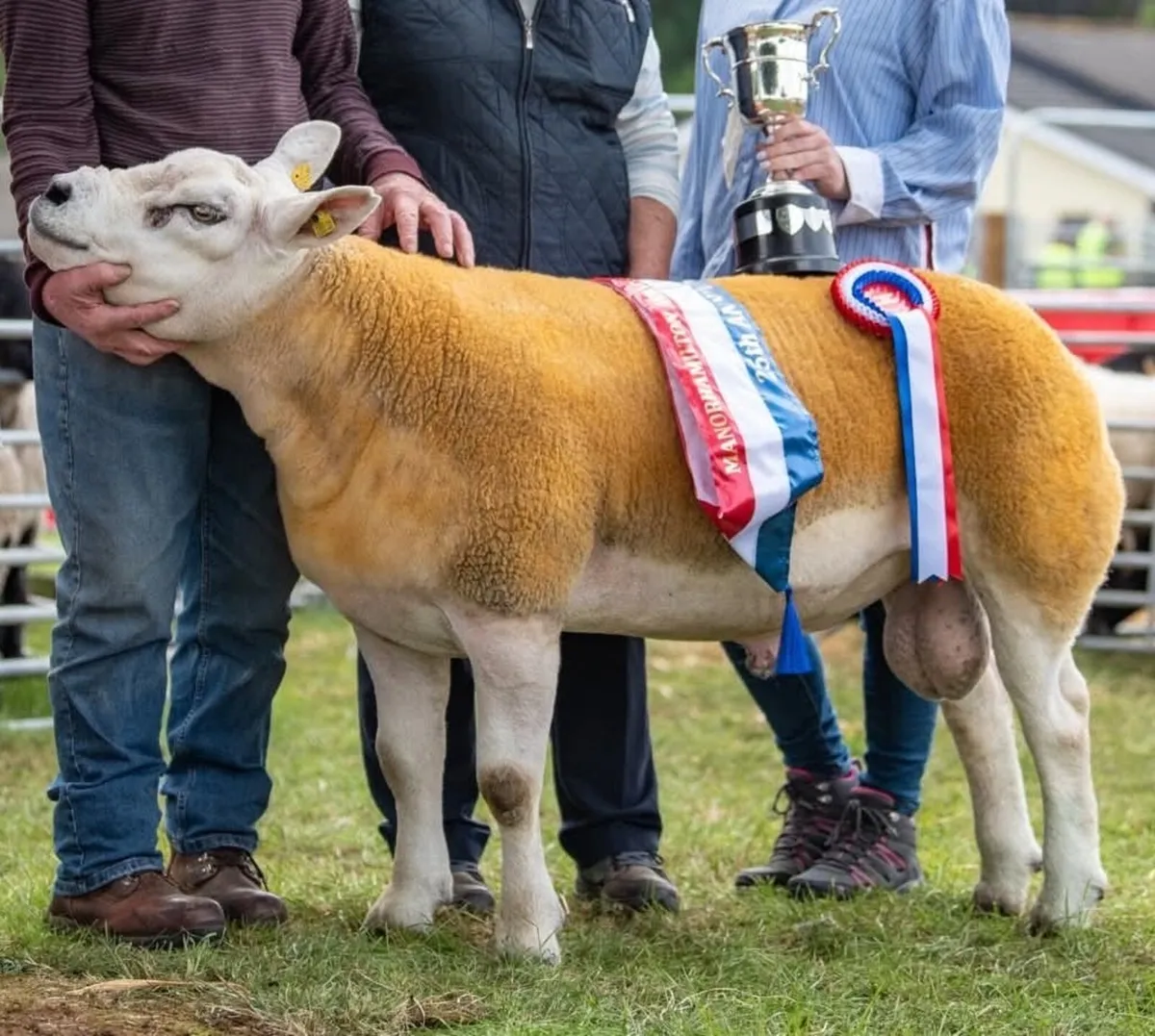 Texel Ram - Image 1