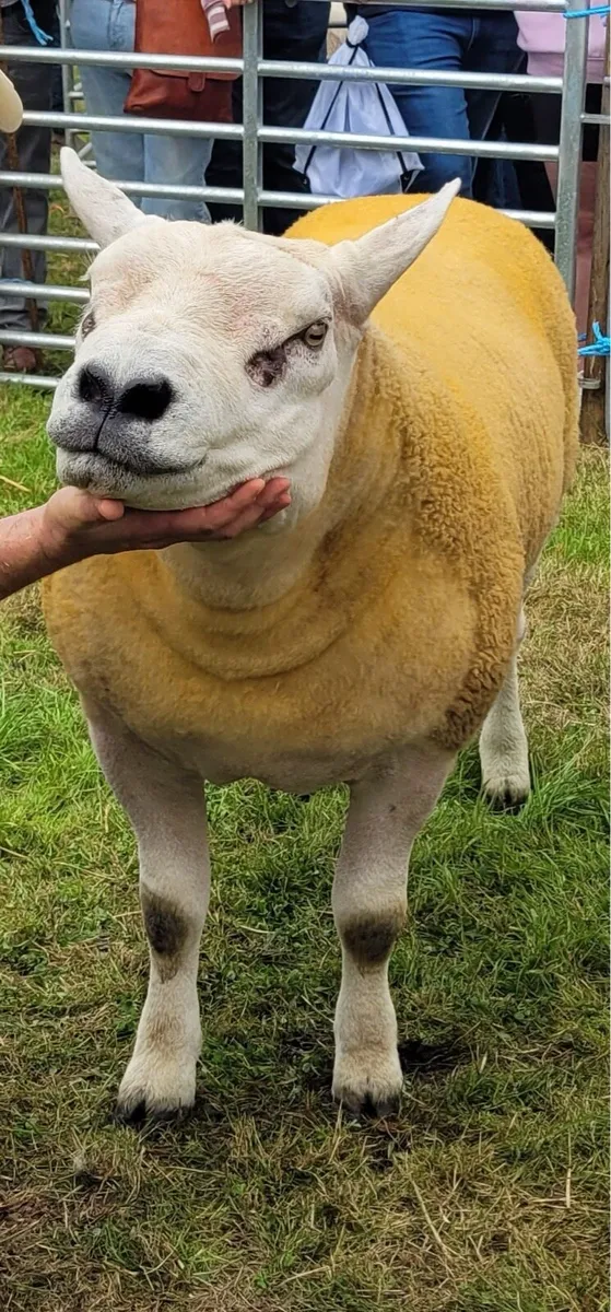 Texel Ram - Image 3