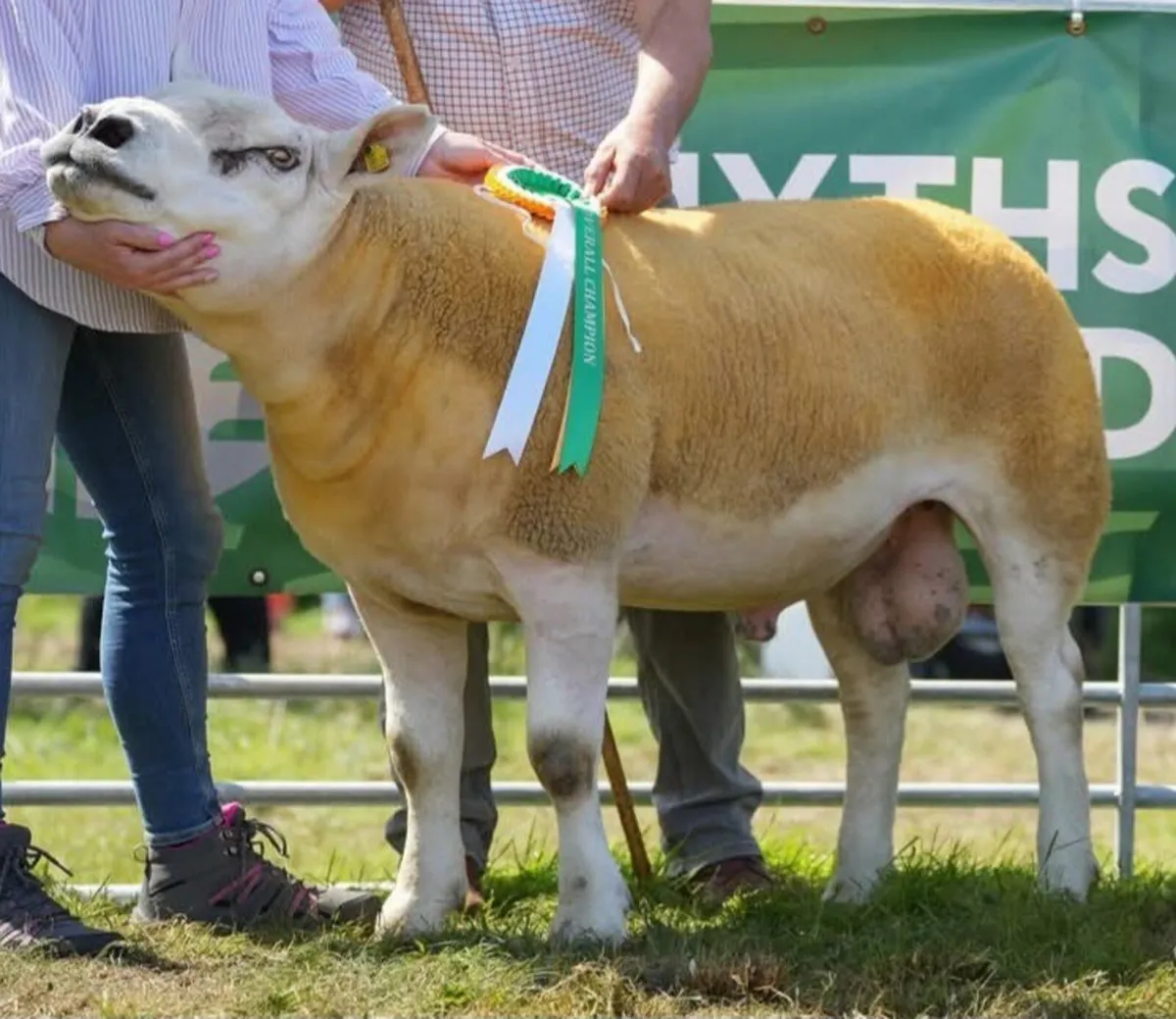 Texel Ram - Image 4