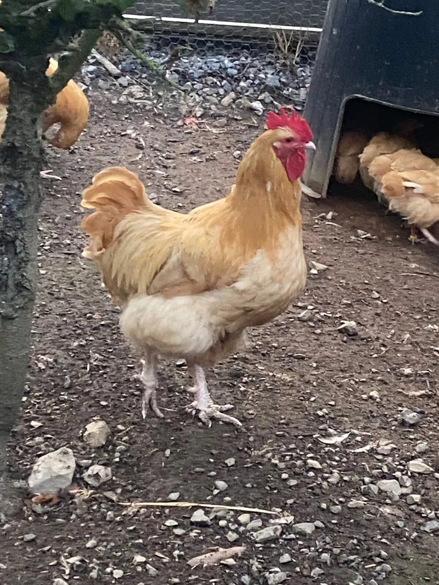 Poultry - Image 1