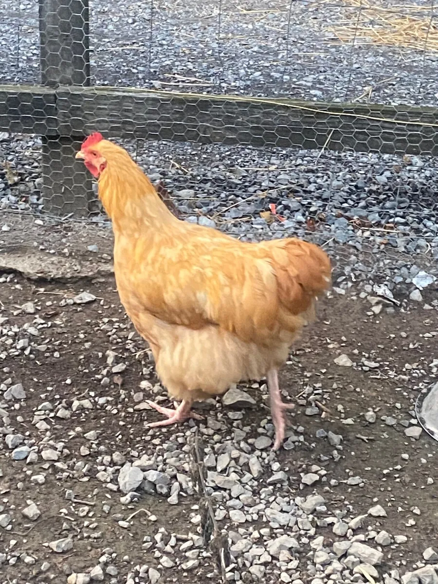 Poultry - Image 3