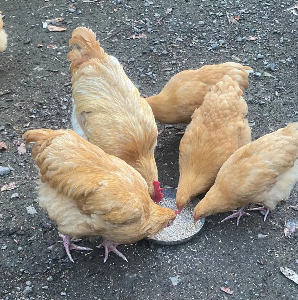 Poultry - Image 2