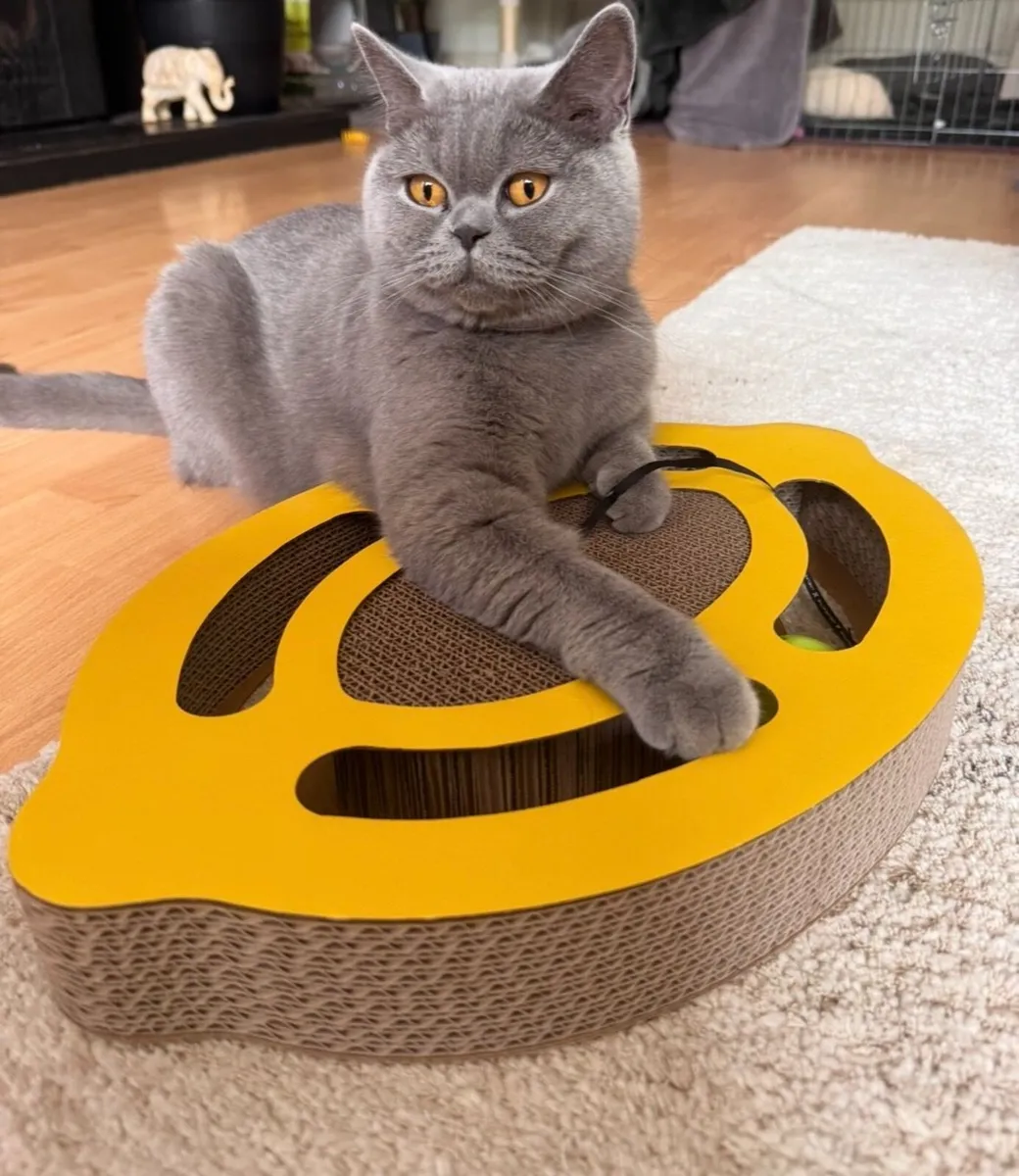 Pedigree British shorthair kittens - Image 2