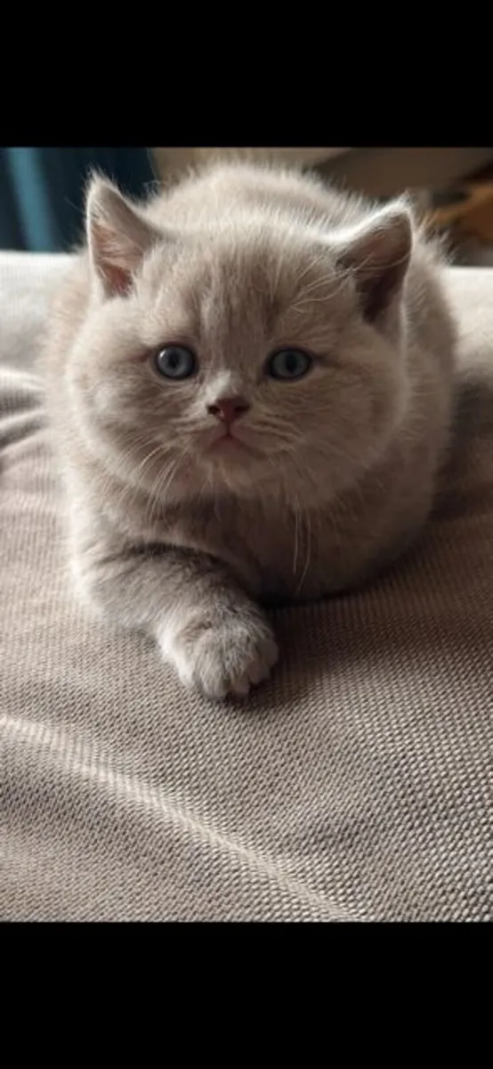 Pedigree British shorthair kittens - Image 3