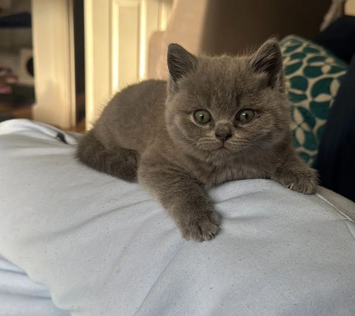 Pedigree British shorthair kittens - Image 4