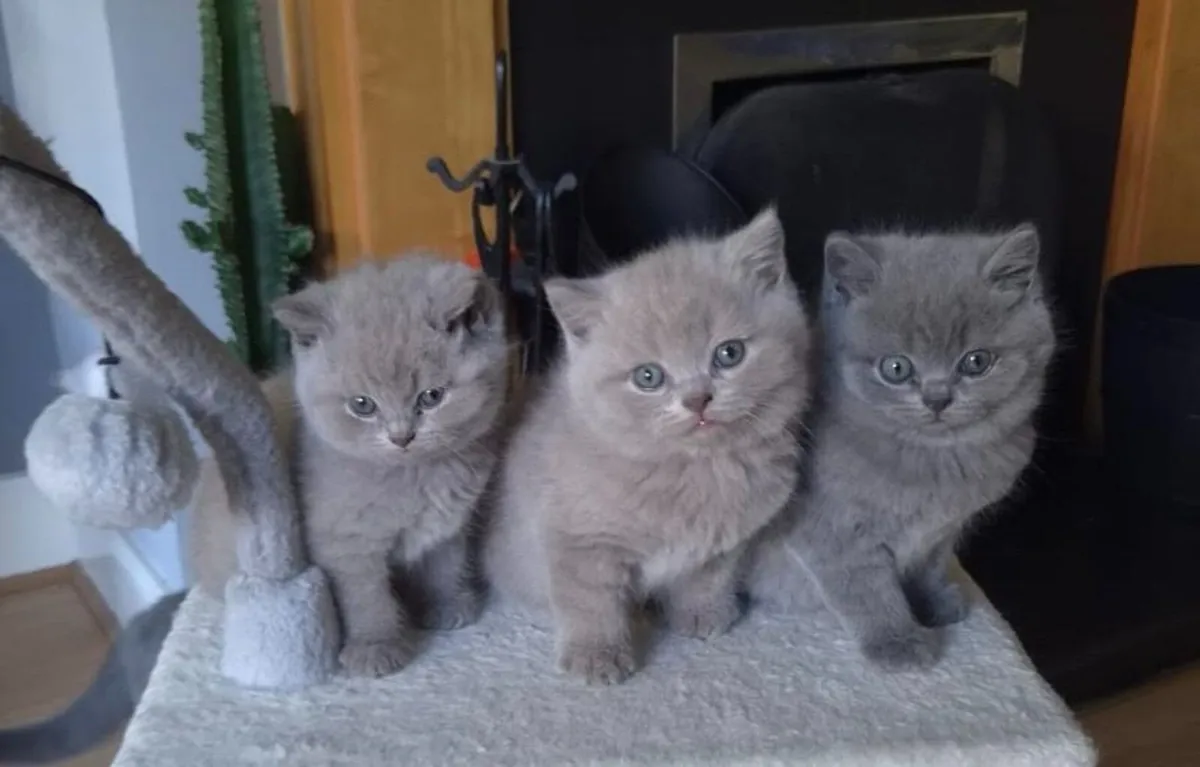 Pedigree British shorthair kittens - Image 1