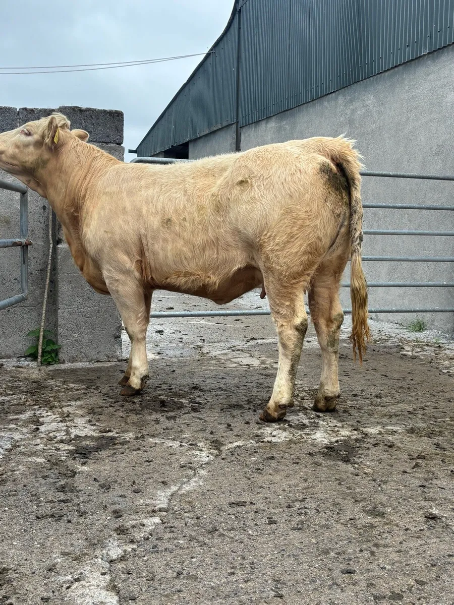 Cow with milk - Image 1