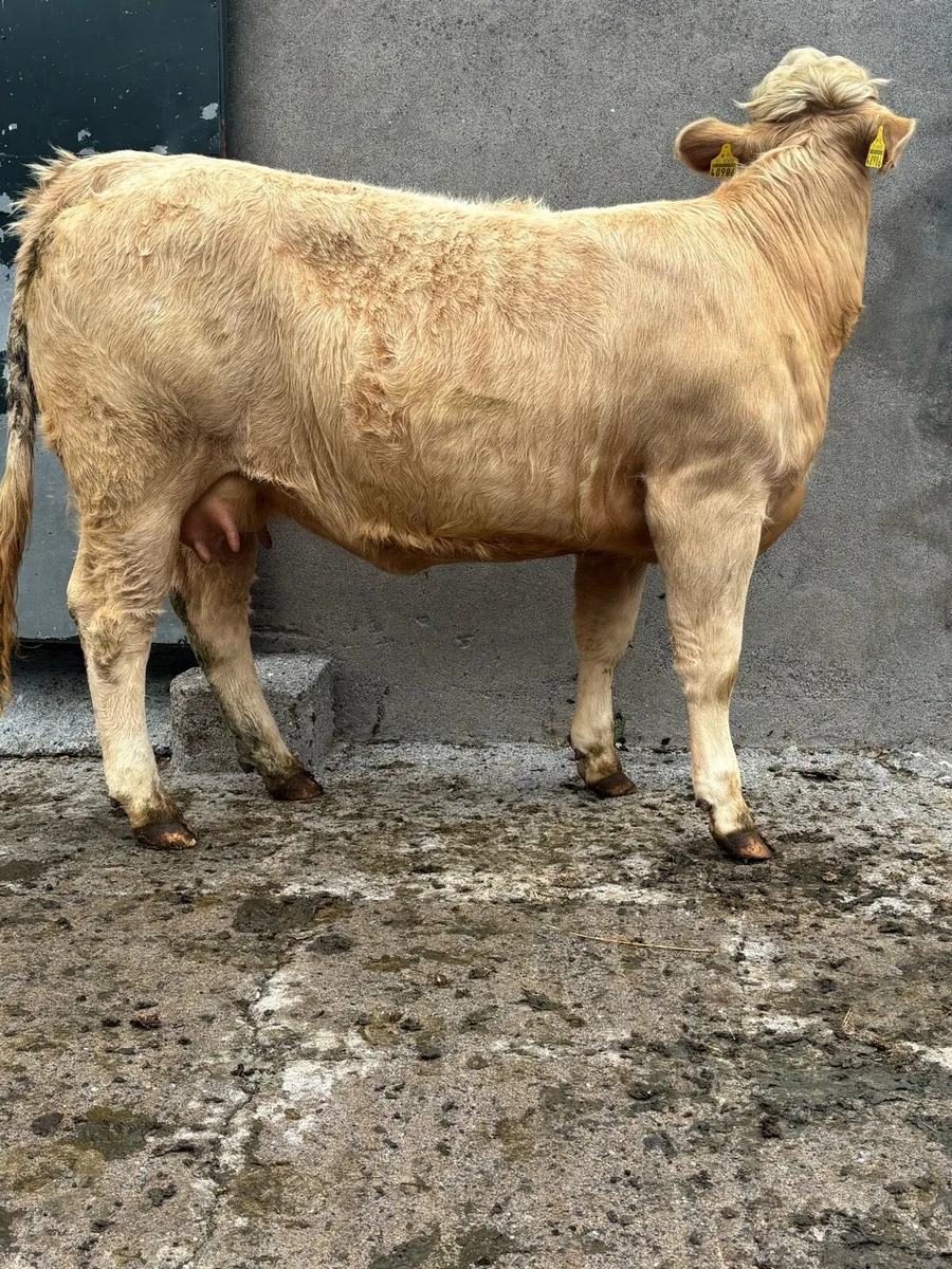 Cow with milk - Image 2