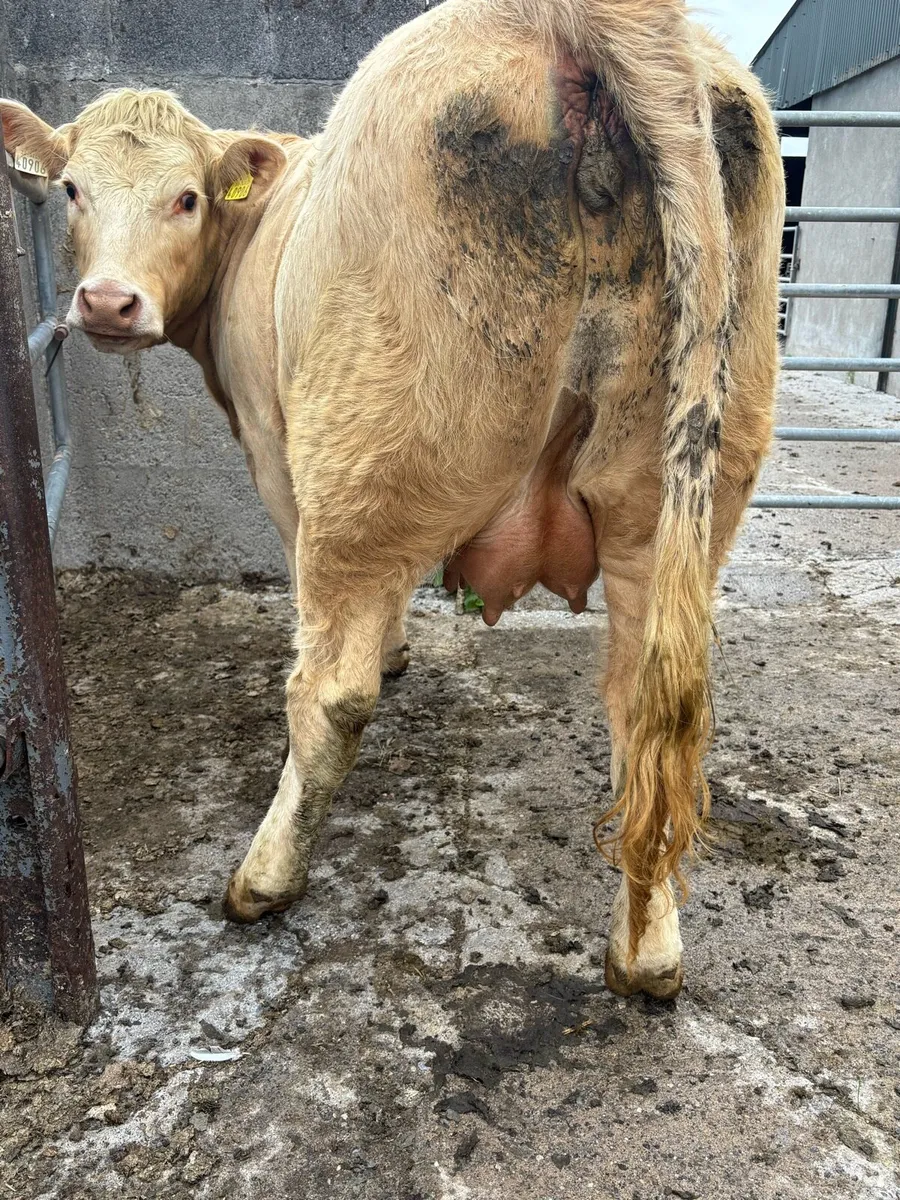 Cow with milk - Image 3