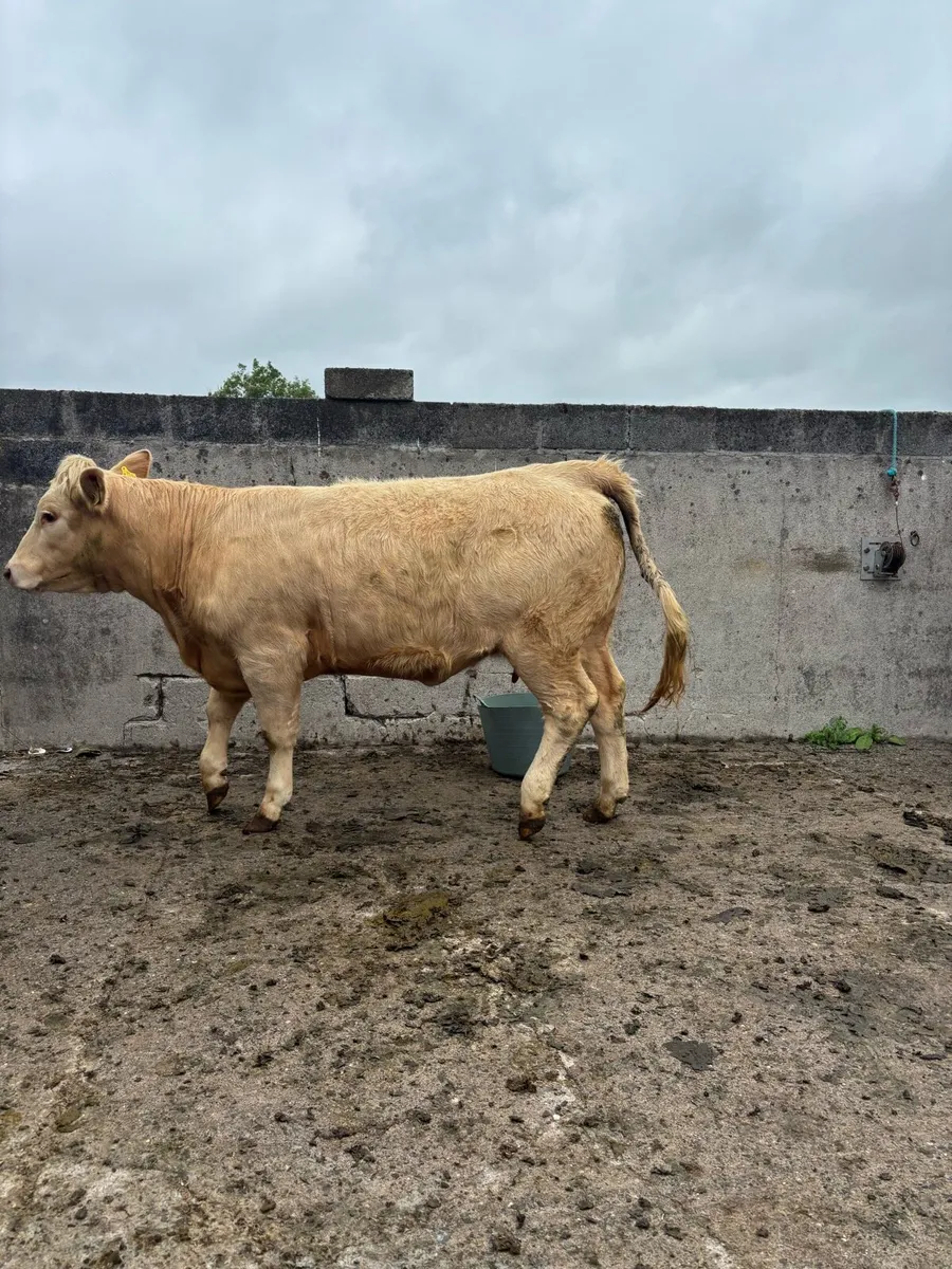 Cow with milk - Image 4