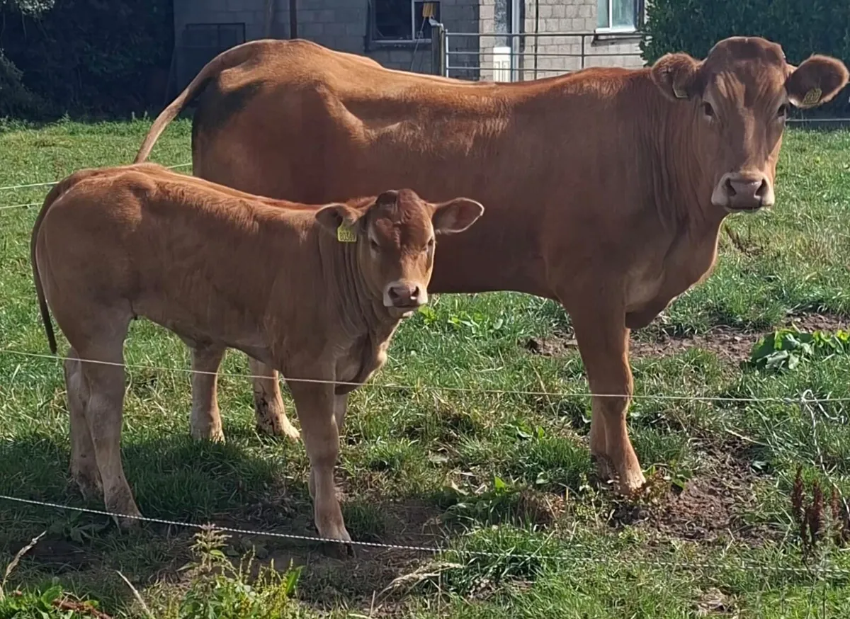 Cow and calf for sale - Image 1