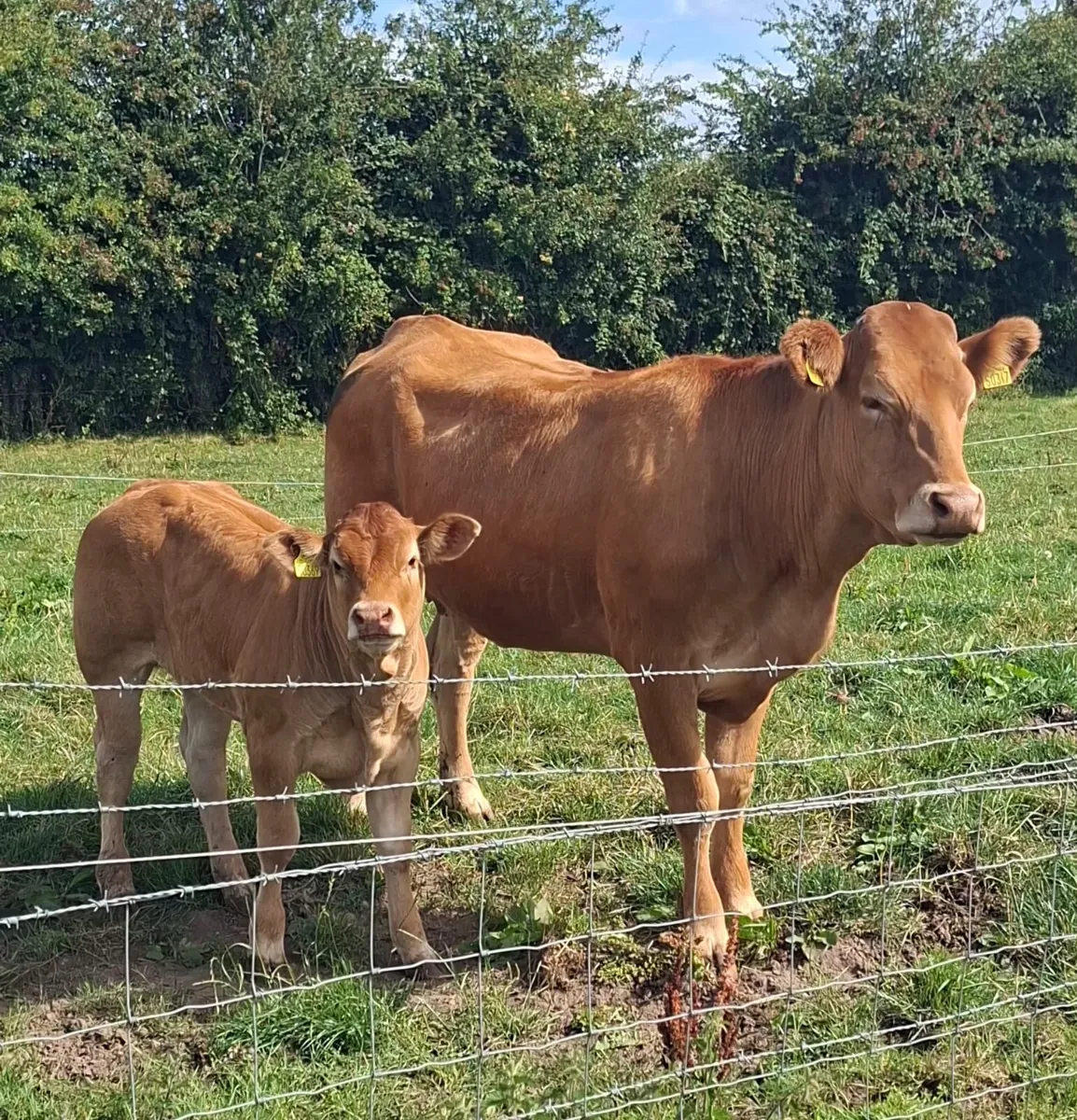 Cow and calf for sale - Image 2