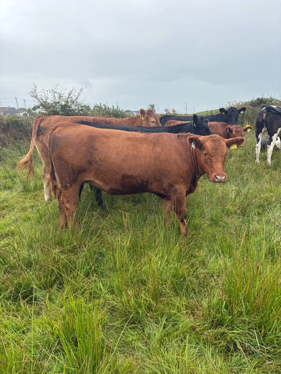 Pedigree organic Angus heifers - Image 1