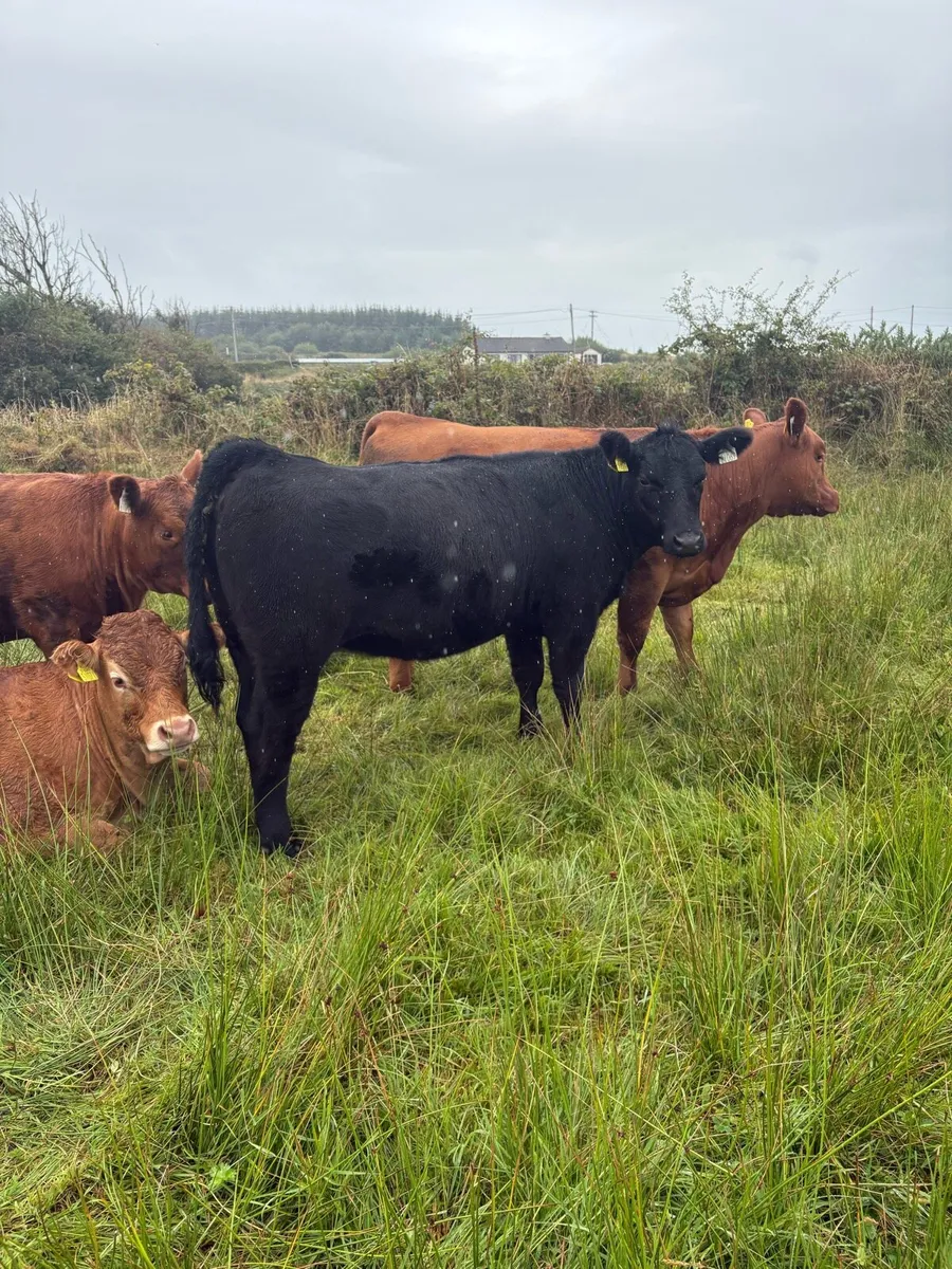 Pedigree organic Angus heifers - Image 4