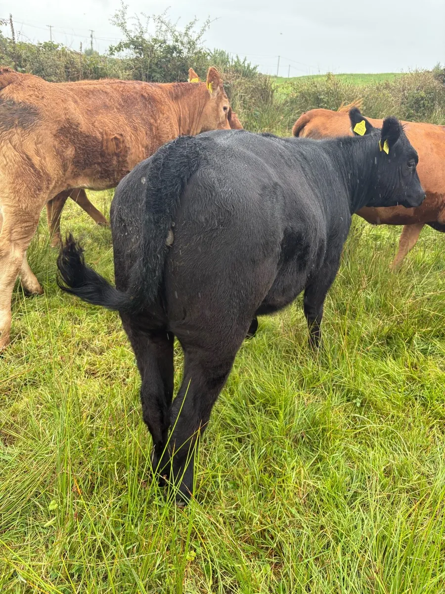 Pedigree organic Angus heifers - Image 2