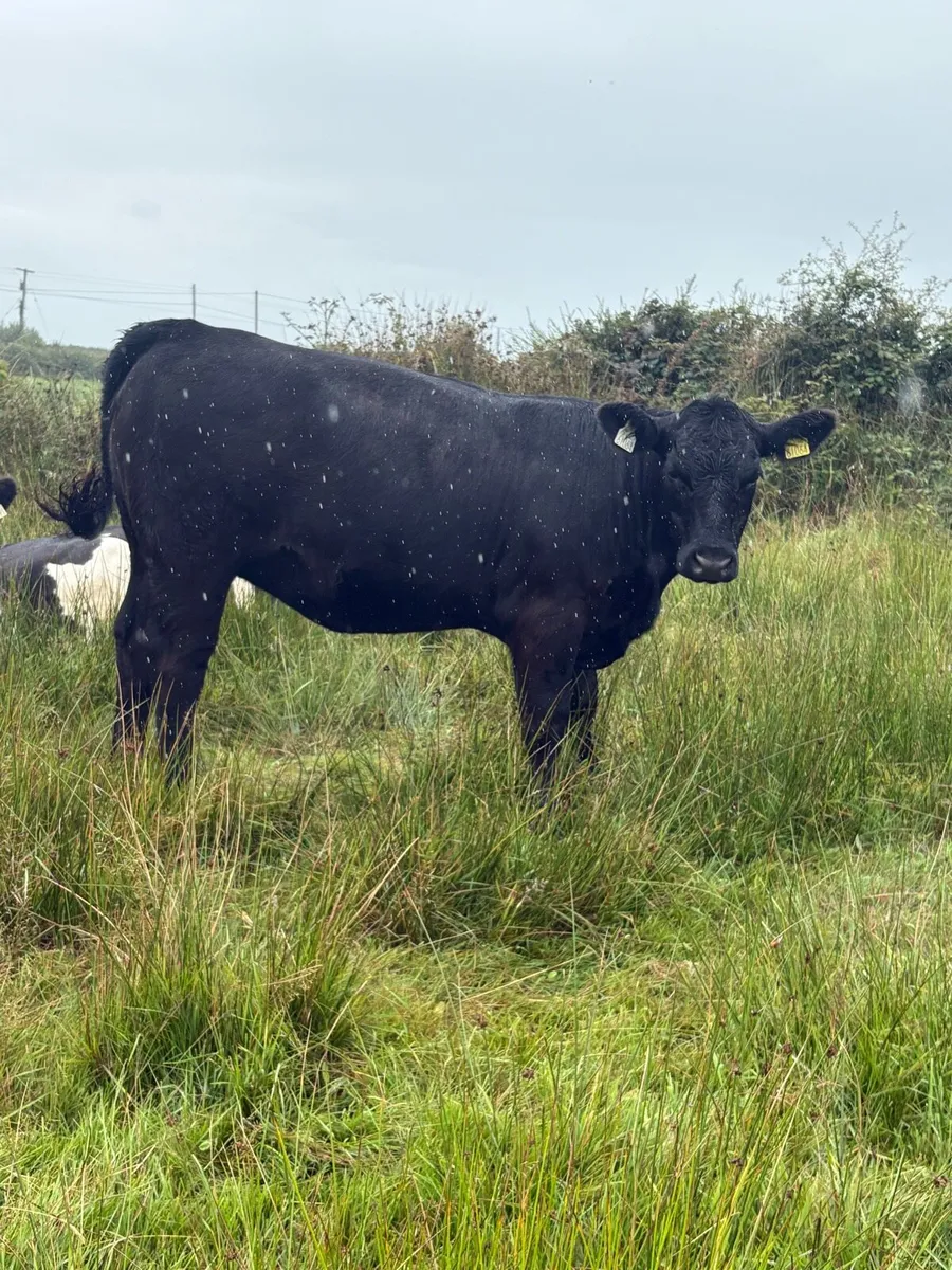 Pedigree organic Angus heifers - Image 3
