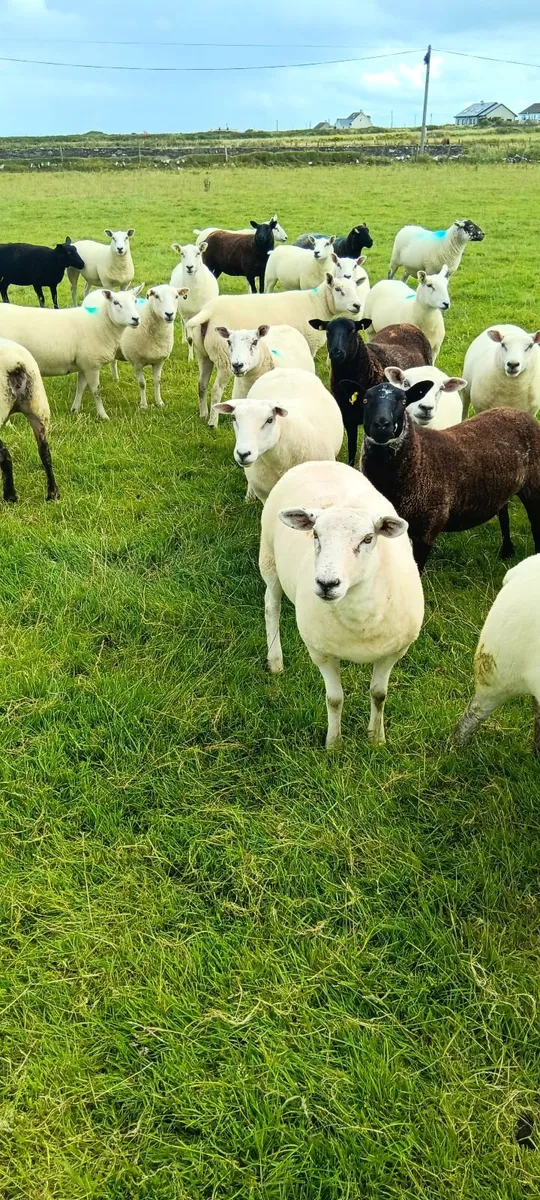 Hoggetts - Image 4