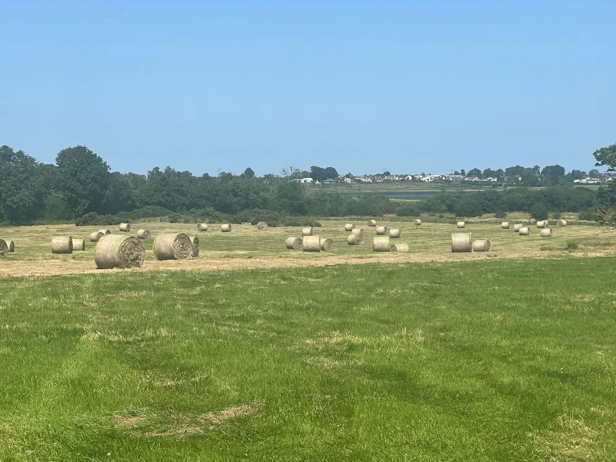 Hay - Image 1