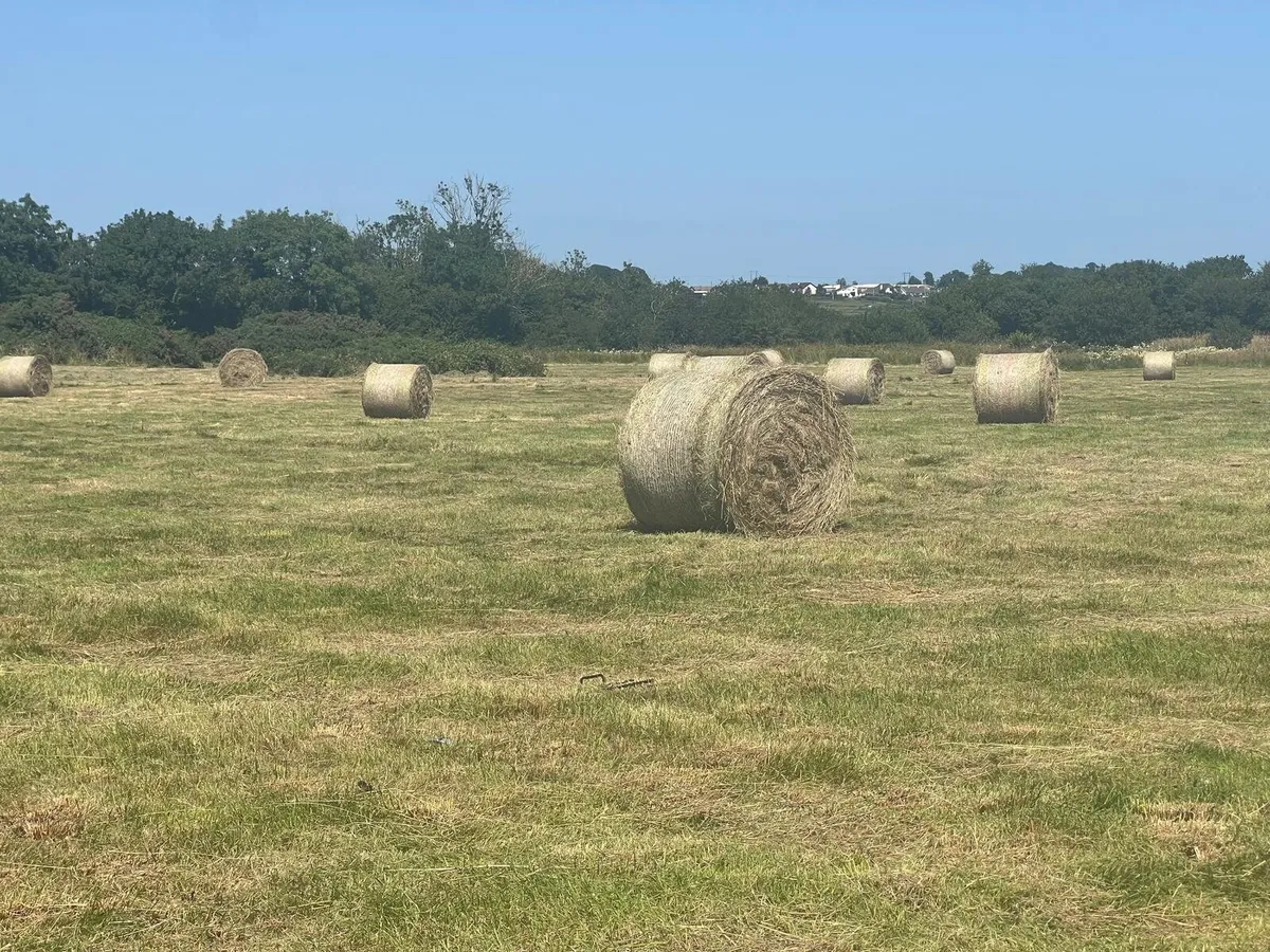Hay - Image 2