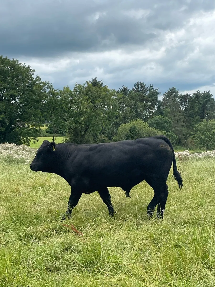 Limousin Bull and Heifer Weanlings - Image 2